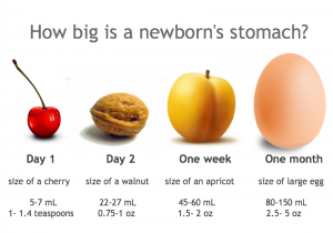 newborn stomach size