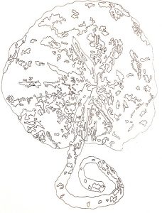 a print of a placenta on paper