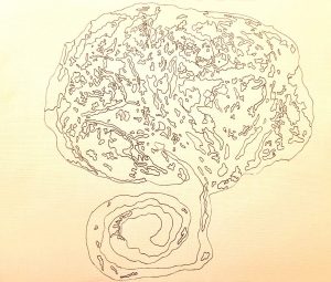 a print of a placenta on paper